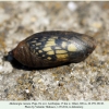 melanargia russiae azerbaijan pupa 4